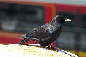 musta lintu keltainen nokka
