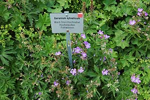 Geranium sylvaticum