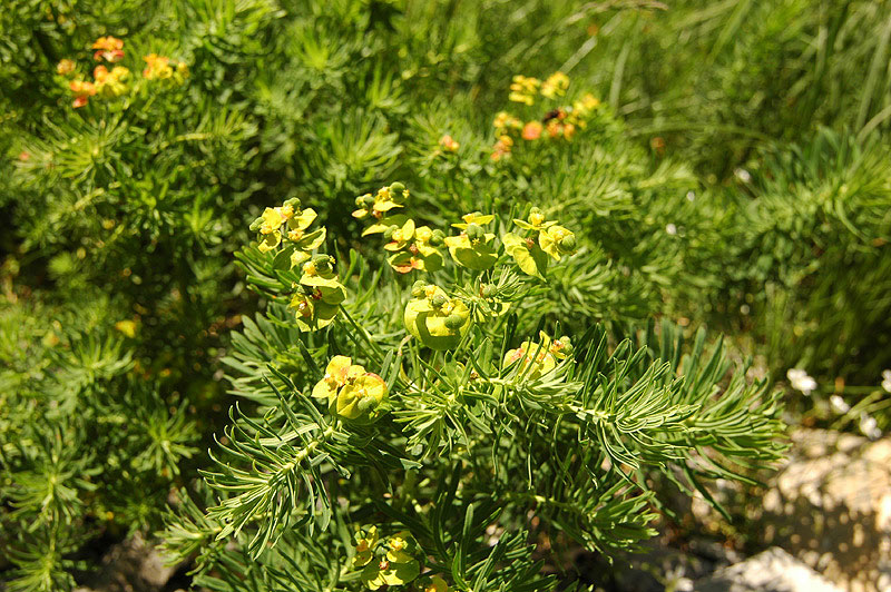 Euphorbia_hyberna