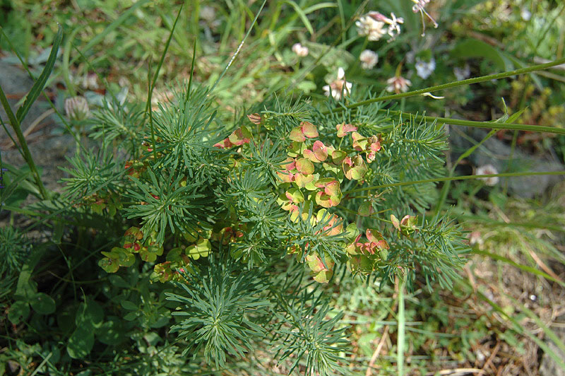 Euphorbia_cyparissias