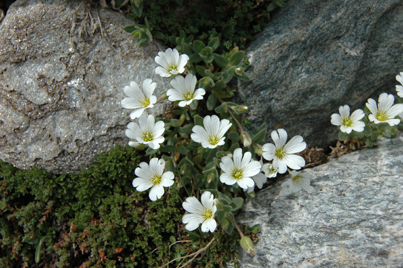 Cerastium_latifolium