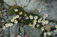 Leucanthemopsis_alpina