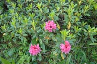 Rhododendron_ferrugineum