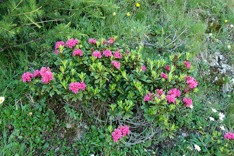Rhododendron_ferrugineum_2